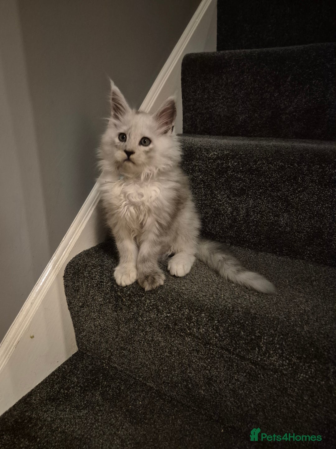 Maine Coon cats for sale: Maine Coon kittens - Advert 11