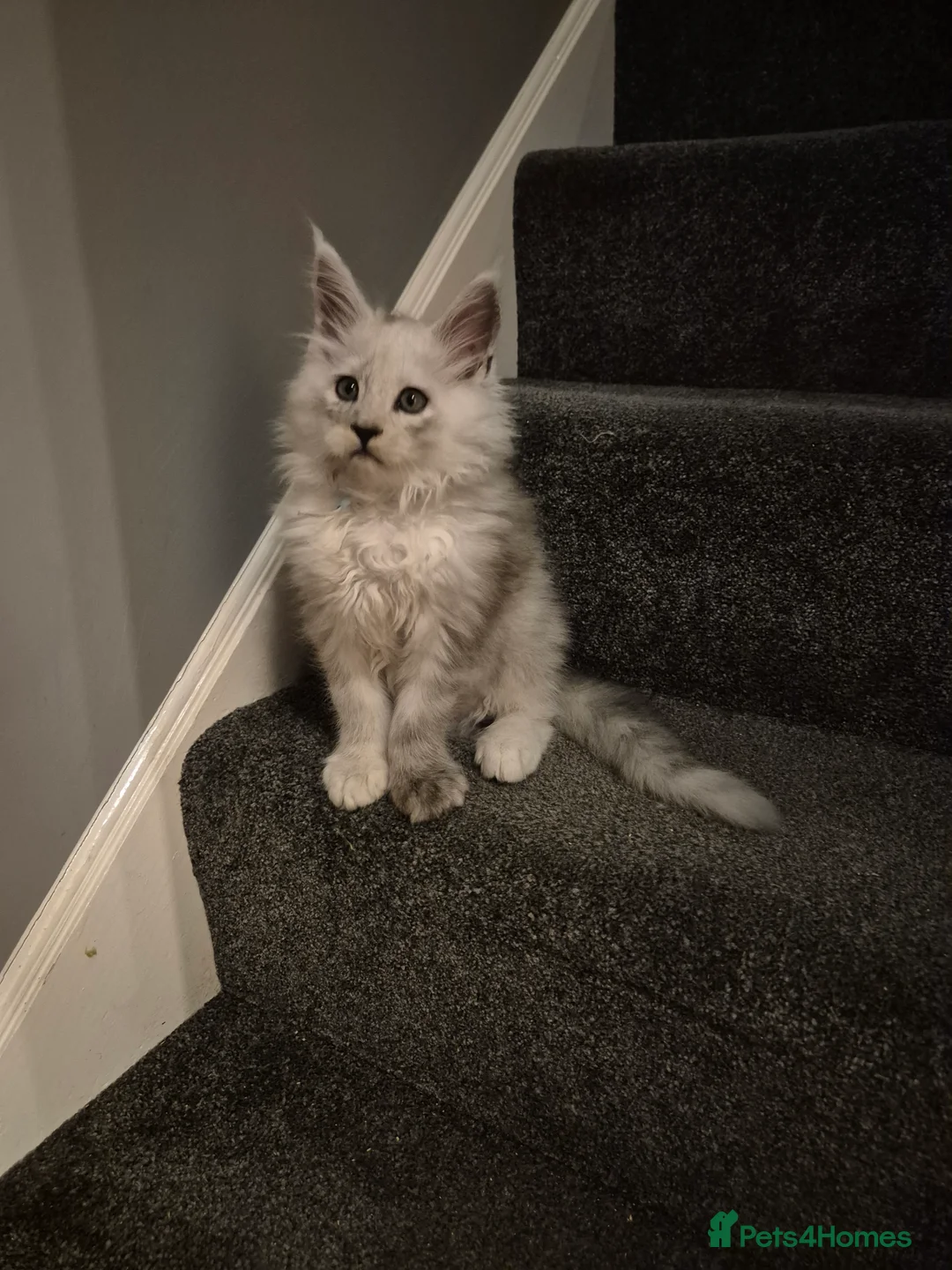 Maine Coon cats for sale: Tica registered Maine Coon kittens - Advert 11