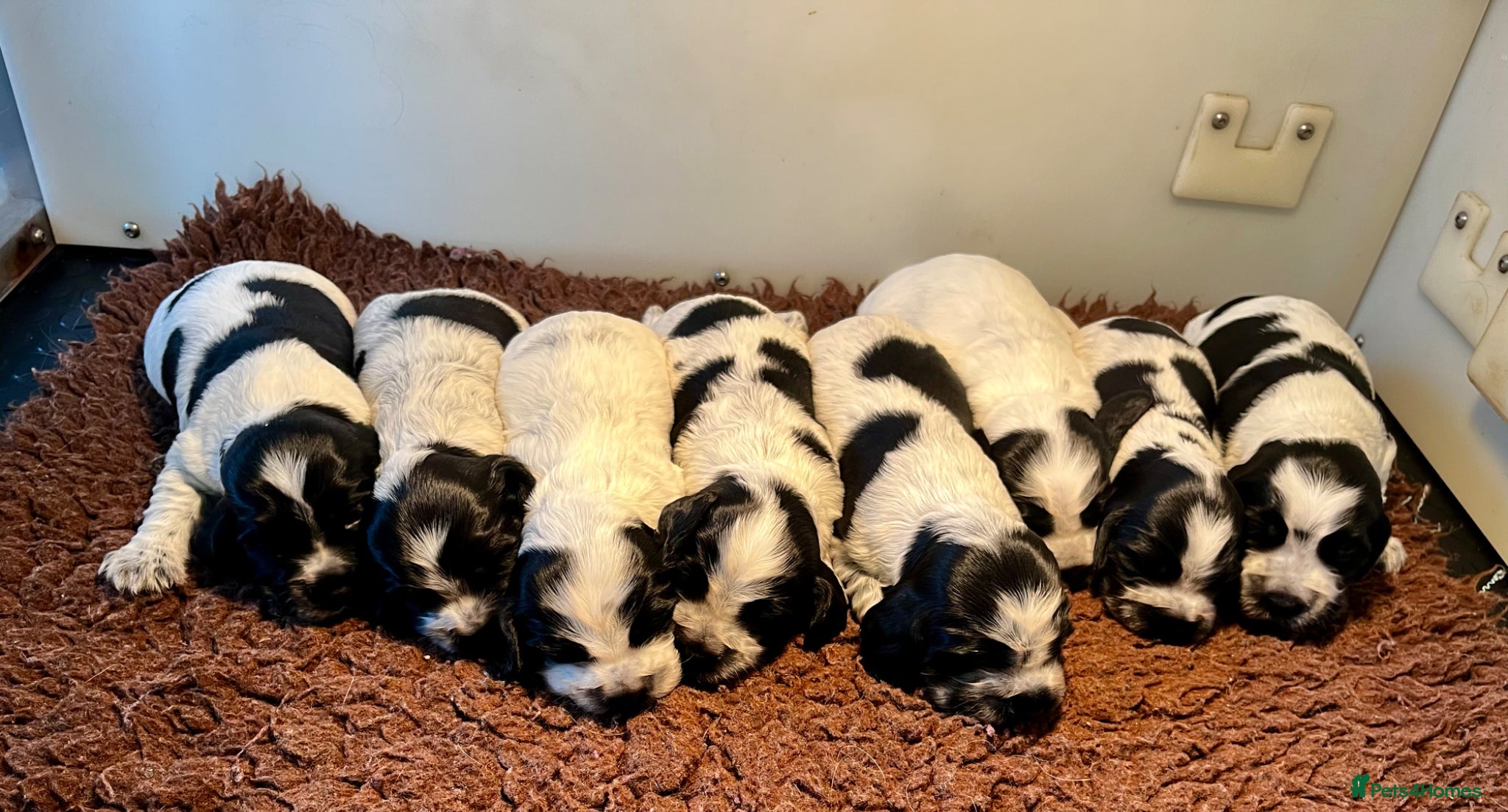 Cocker Spaniel dogs KC Show Type Cocker Spaniels - Advert 1