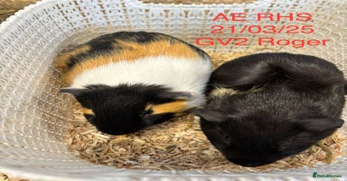 Guinea Pig rodents - Advert 6