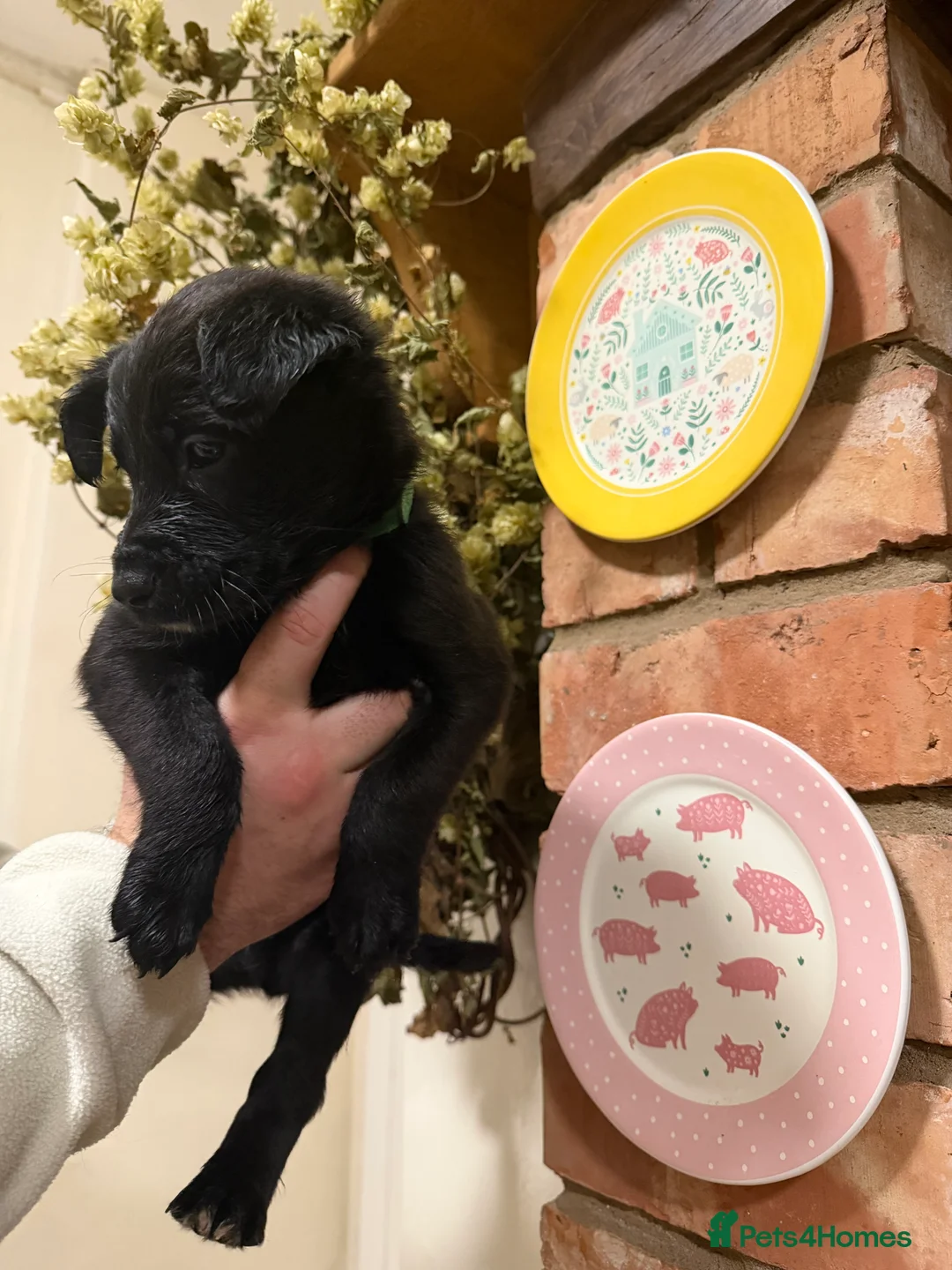 Mixed Breed dogs for sale: Belgian mal/working cocker spaniel  - Advert 10