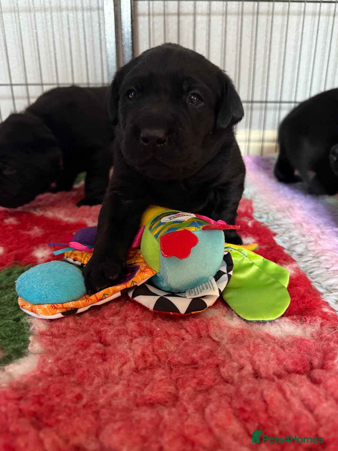 Labrador Retriever dogs for sale: (REDUCED) KC registered Labradors  - Advert 39