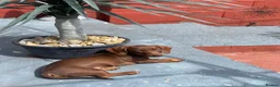 Miniature Dachshund dogs for sale: Miniature dachshund  - Advert 4