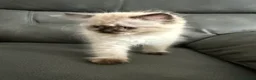 Mixed Breed cats for sale: Persian cross Birman Cat  in Doncaster - Advert 24