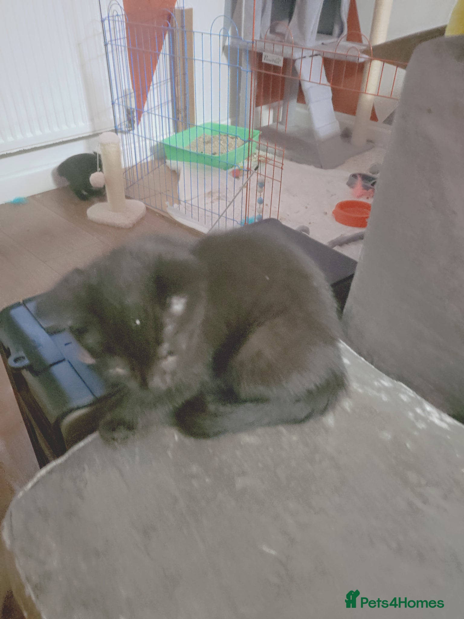 Mixed Breed cats Kitchens - Advert 1