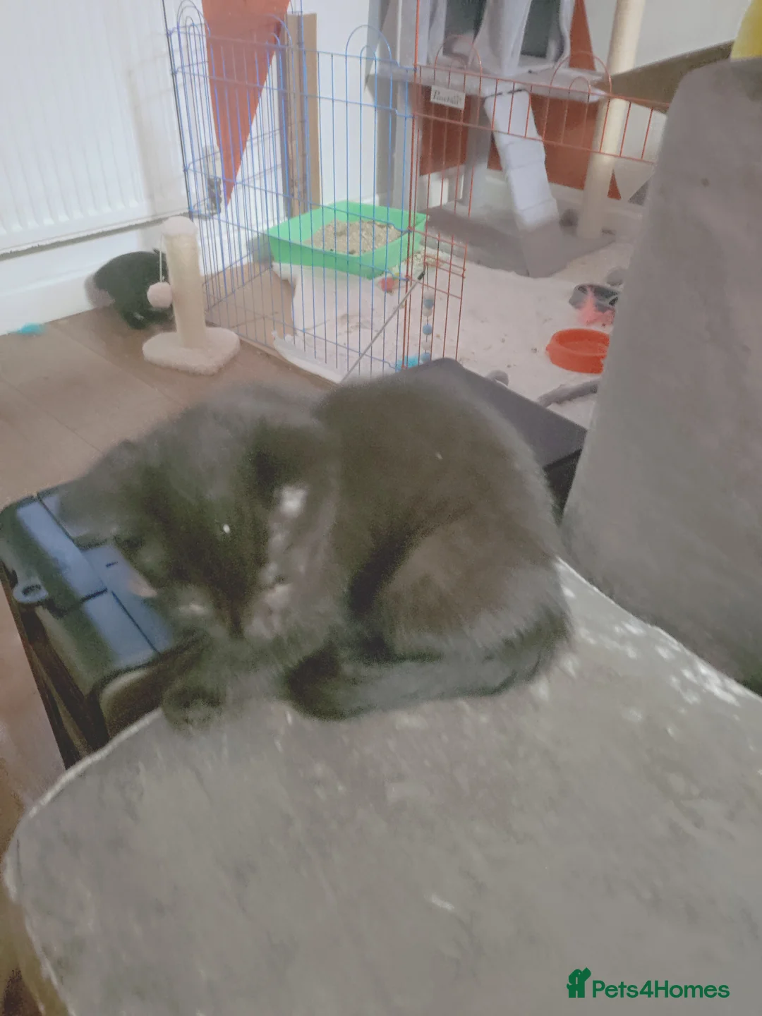 Mixed Breed cats for sale: Kitchens in Sheffield - Advert 1