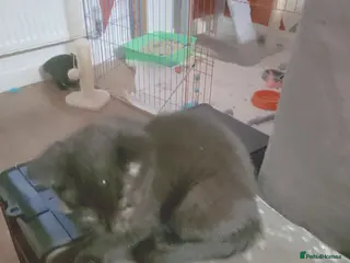 Mixed Breed cats Kitchens - Advert 1