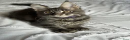 Maine Coon cats for sale: 🐾 Beautiful Maine Coon Kittens Forever Homes🐾 - Advert 8