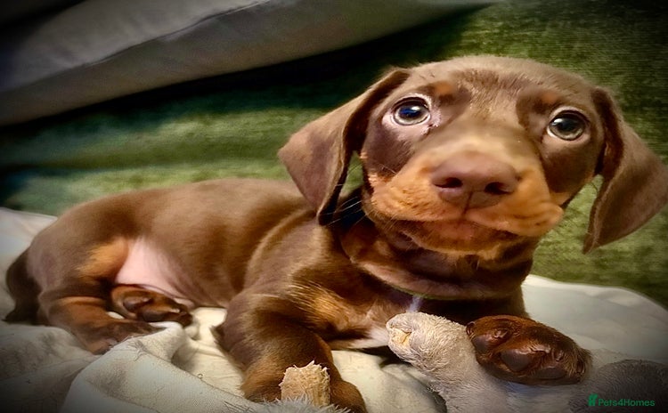 Miniature Dachshund dogs - Advert 13