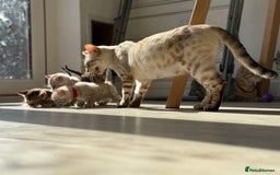 Bengal cats for sale: Beautiful girl bengal - Image 3