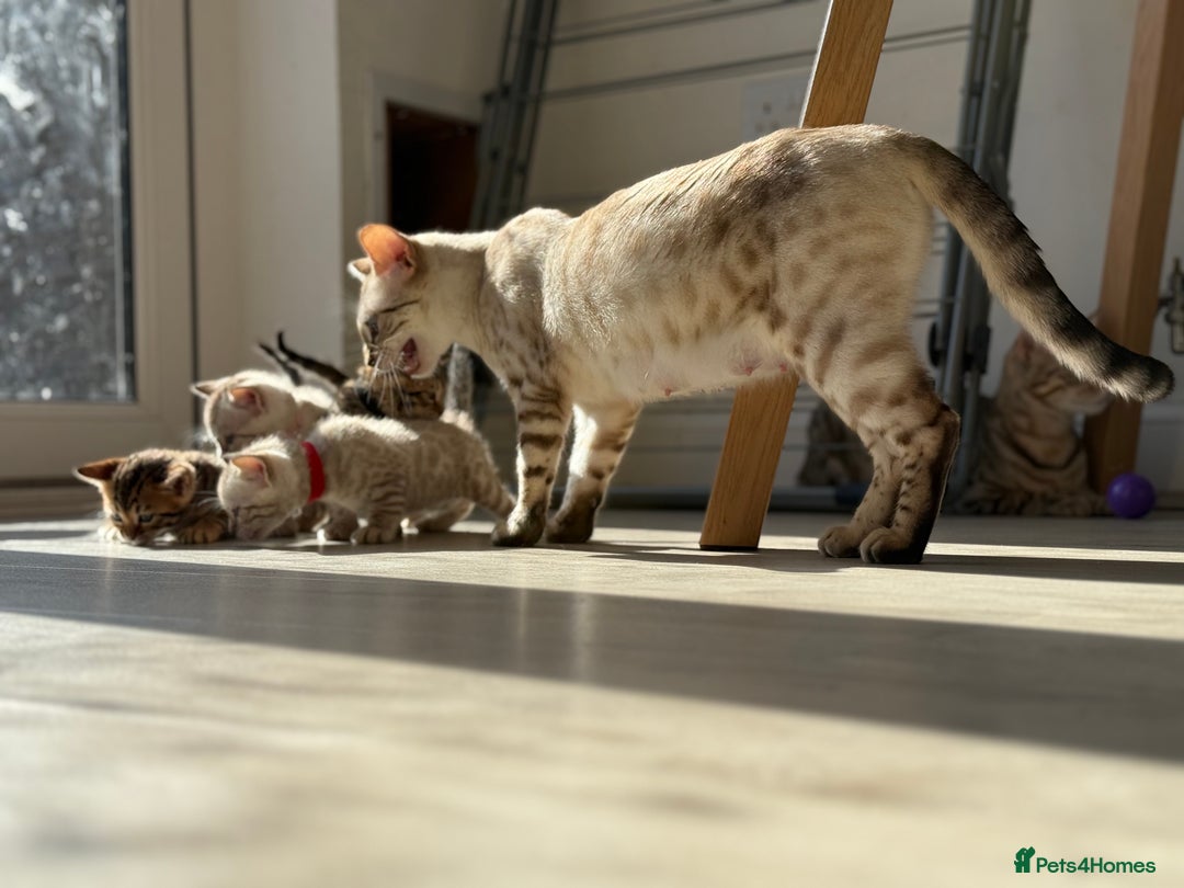 Bengal cats for sale: Beautiful girl bengal - Image 3