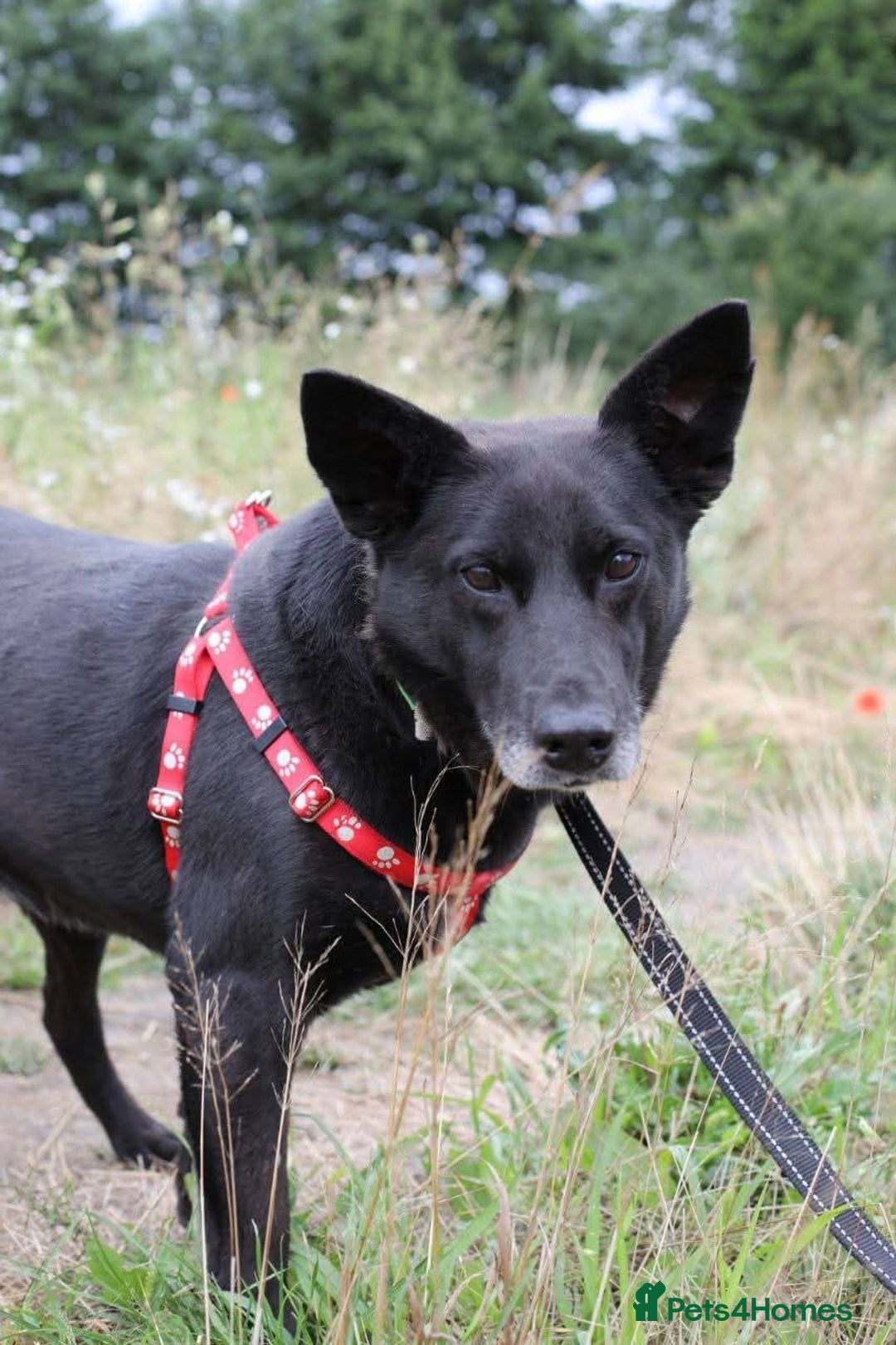 Mixed Breed dogs for adoption: 💖🐶 MARY 🐶💖 - Advert 15