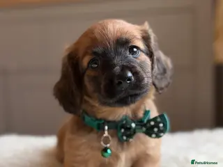 Miniature Dachshund dogs 5 cream miniature dachshunds - Advert 16