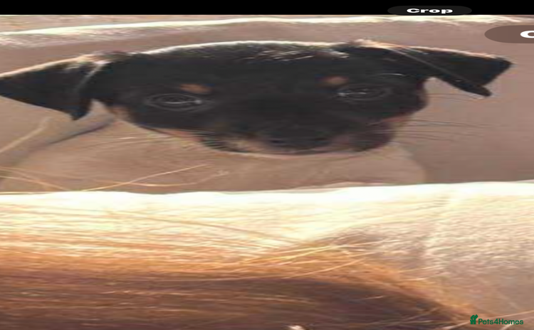 Jack Russell dogs - Advert 5