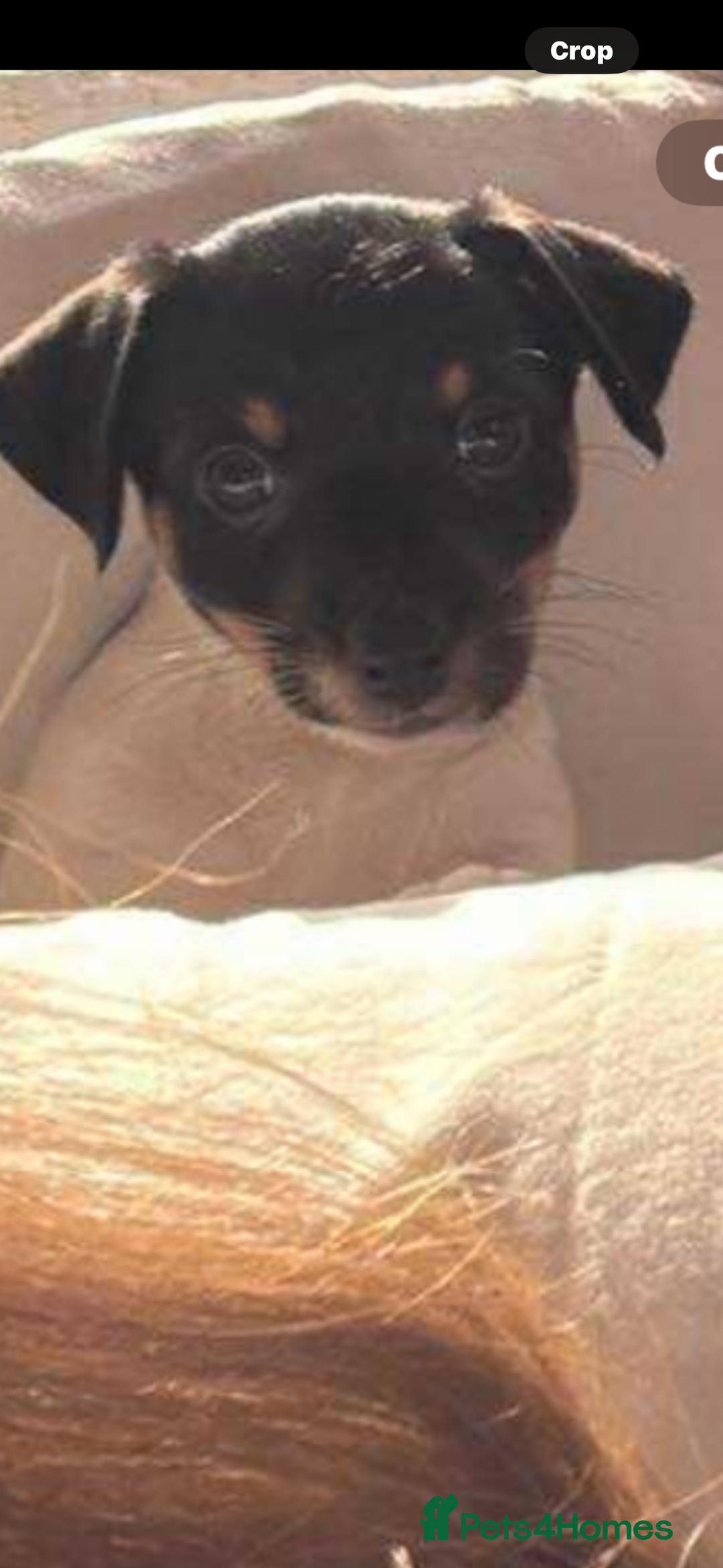 Jack Russell dogs for sale: Jack Russell girl puppy ready for her new home  - Advert 1