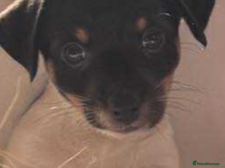 Jack Russell dogs - Advert 11