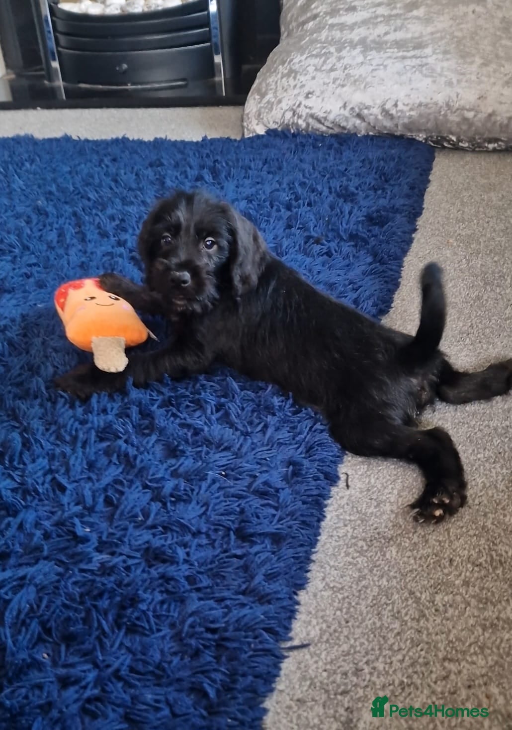 Cocker Spaniel dogs Reduced and Ready Now - Schnockers - Advert 14