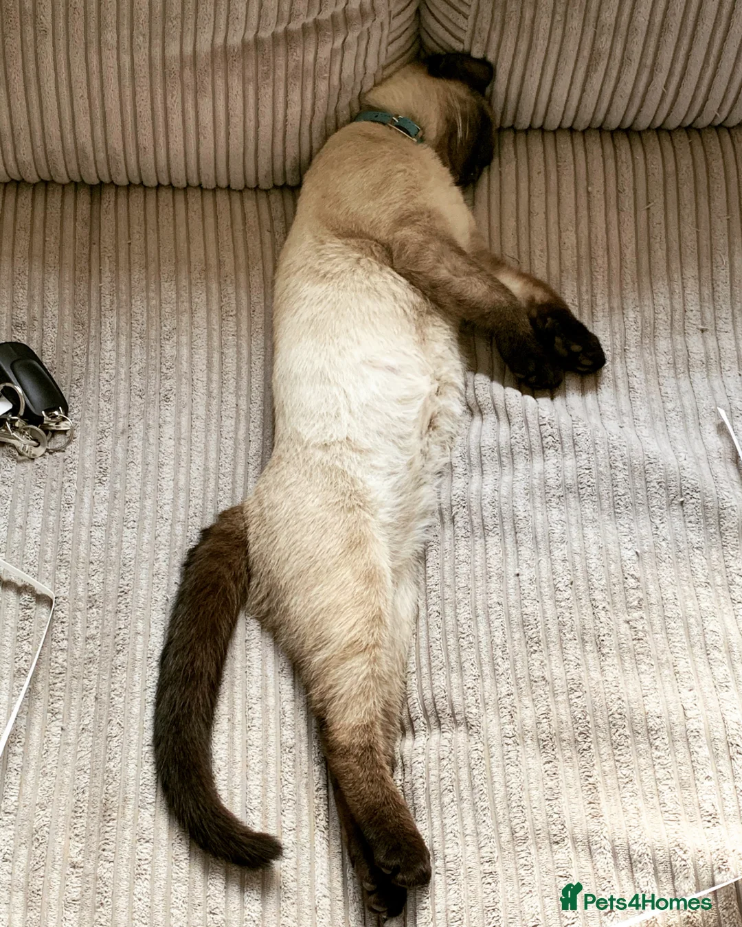 Mixed Breed cats for sale: Dusty the 6 year old cat - Advert 6