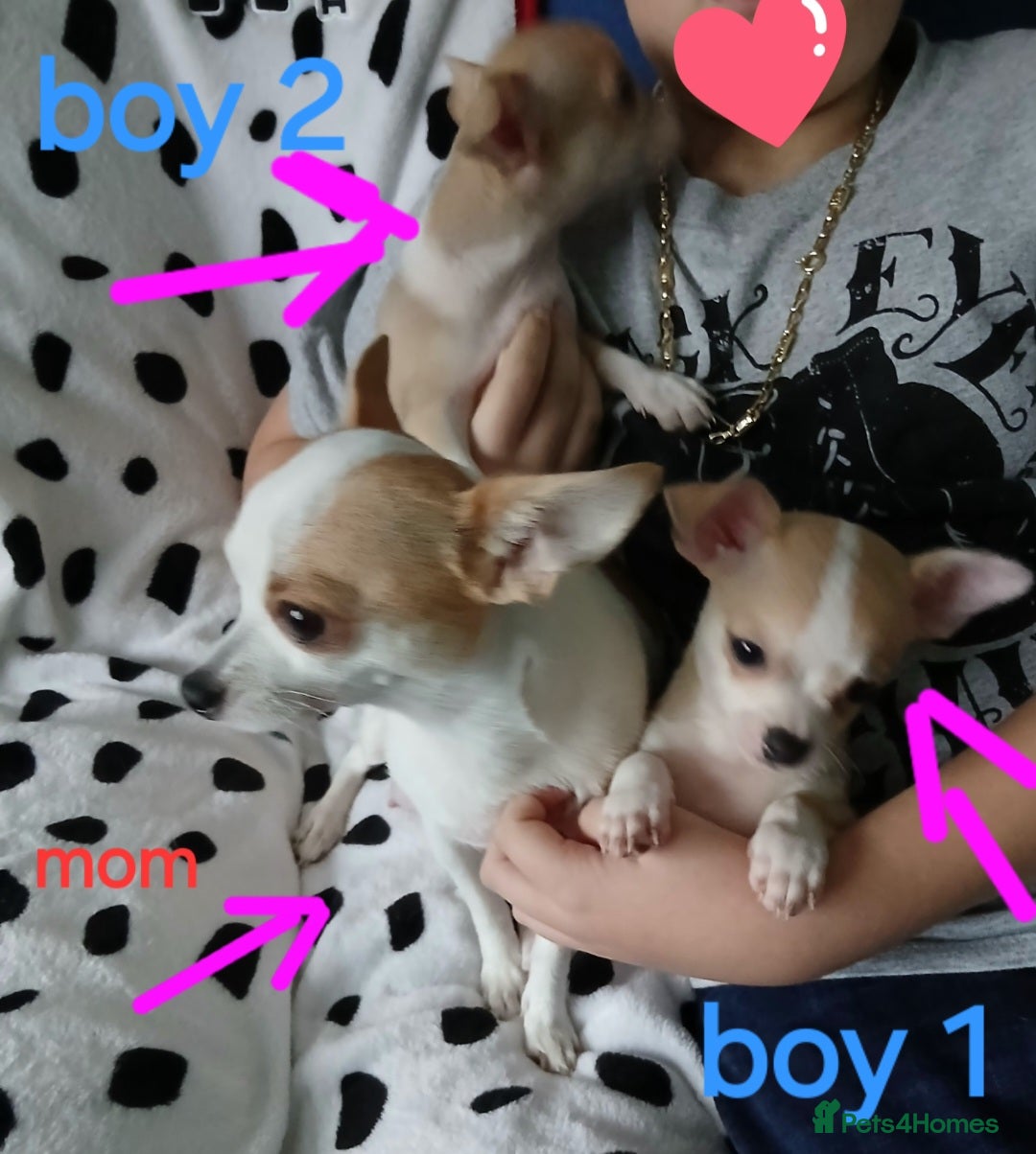 Chihuahua dogs for sale:  - chihuahua - two cheerful boys - Advert 12