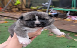 Akita dogs for sale: Akita Puppies - Advert 9