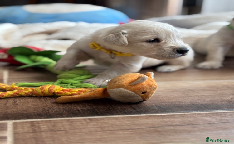 Golden Retriever dogs - Advert 2