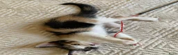 Mixed Breed cats for sale: Ready to go. Two girls and a boy Kuril bobtail mix - Advert 9