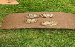 Hermann Tortoise reptiles for sale: 5 Spur Thighed Tortoises  - Image 19