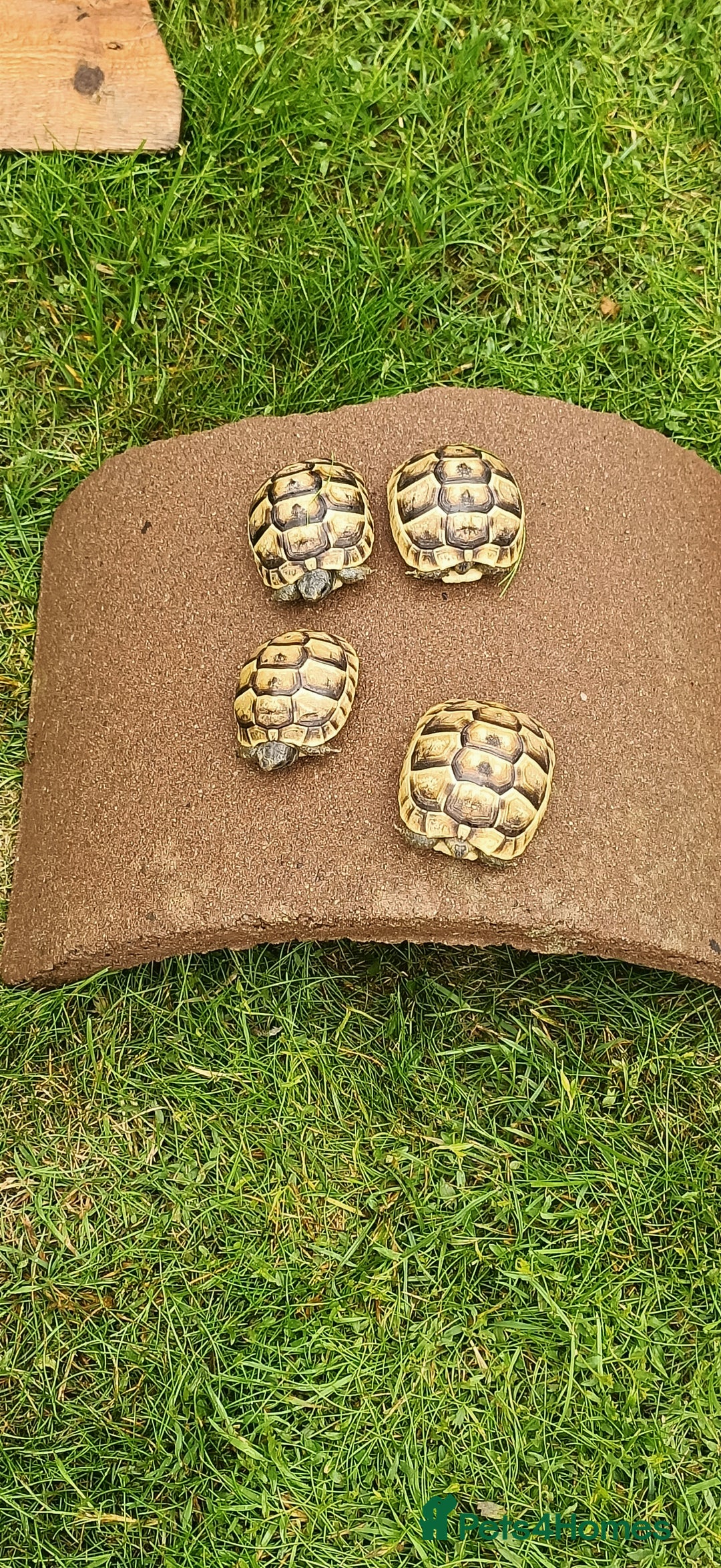 Hermann Tortoise reptiles for sale: 5 Spur Thighed Tortoises  - Image 19