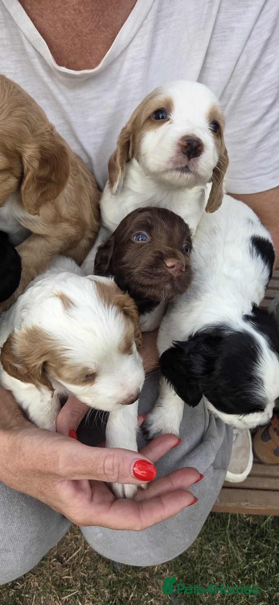 Cocker Spaniel dogs Beautiful KC Reg Working Cocker Spaniels Puppies - Advert 2