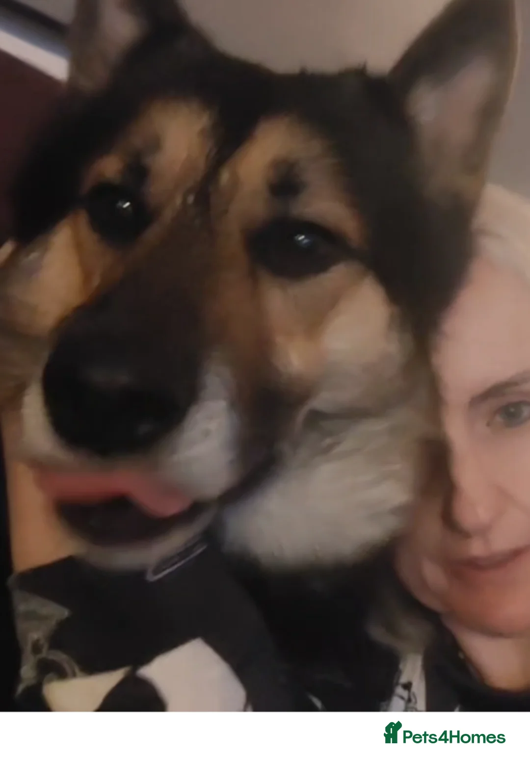 Shepsky dogs for sale: Gorgeous GSDxHusky 3 year old sweet loving boy - Advert 3