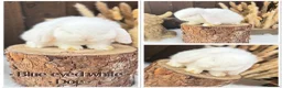 Mini Lop rabbits for sale: ✨Mini lop babies✨ - Advert 2