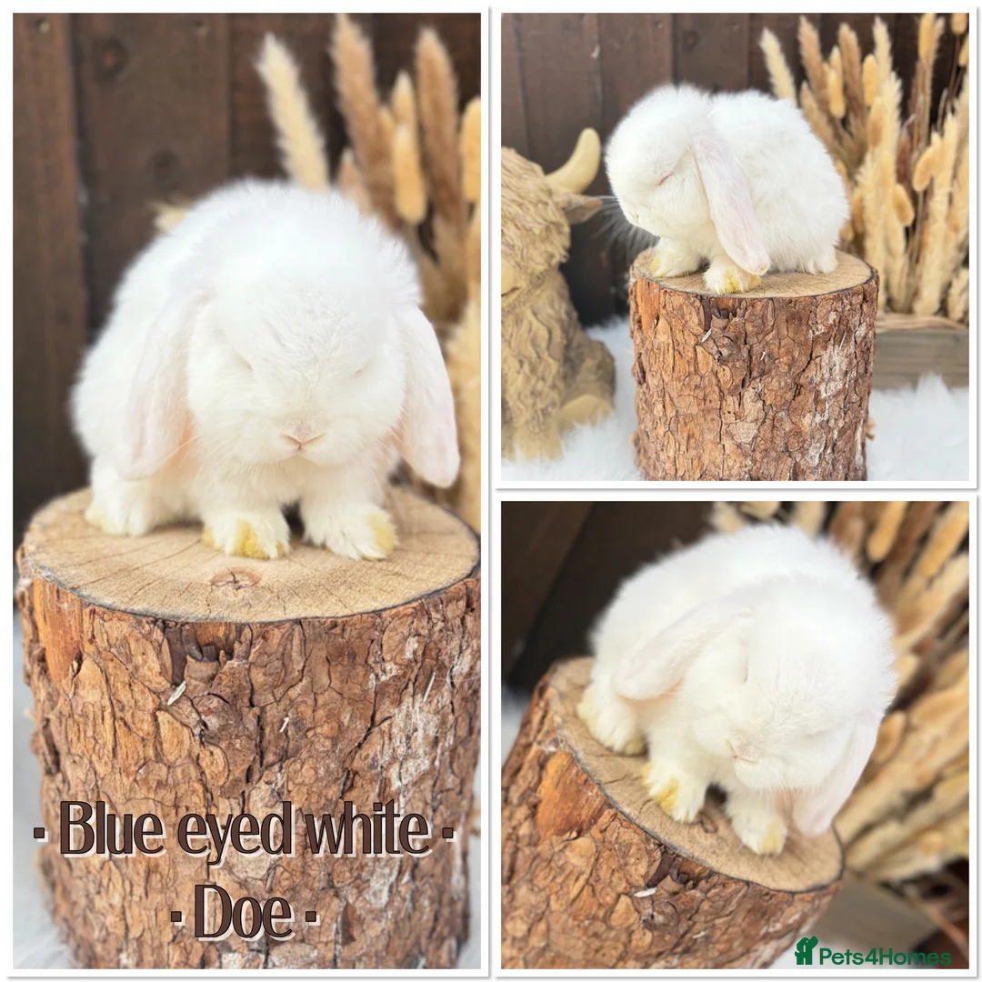 Mini Lop rabbits for sale: ✨Mini lop babies✨ - Advert 2