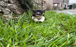 Mixed Breed dogs for sale: Puppies for sale  - Image 4