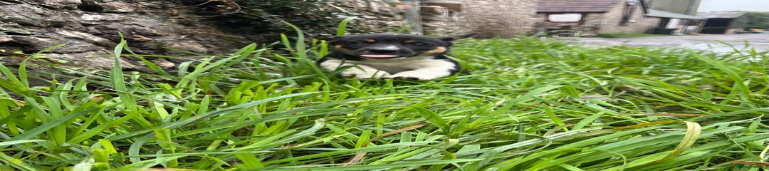  Puppy 3