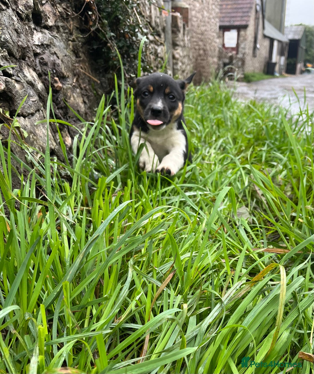 Mixed Breed dogs for sale: Puppies for sale  - Image 4