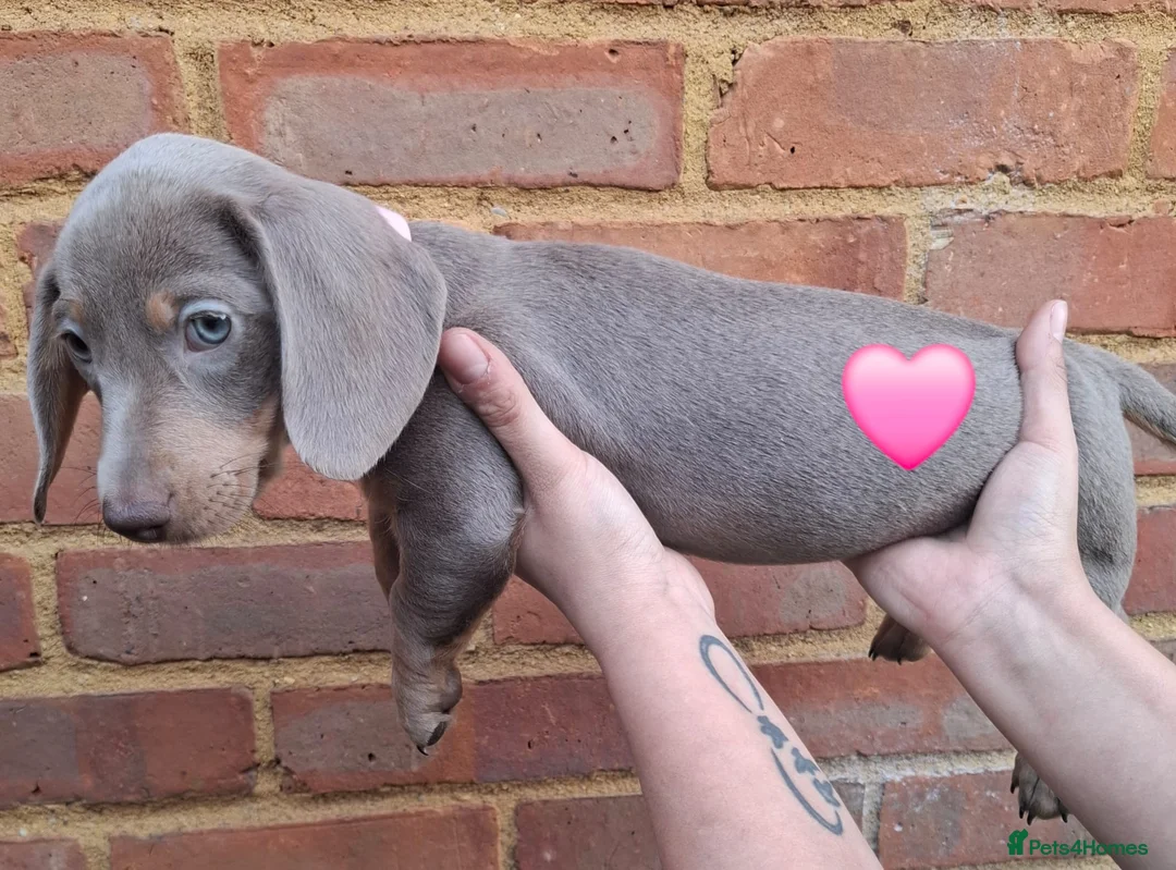Miniature Dachshund dogs for sale: Miniature Dachshund Pups - Advert 5