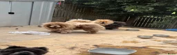 Chow Chow dogs for stud: CASH LILAC MERLE CHOW CHOW STUD  - Advert 4