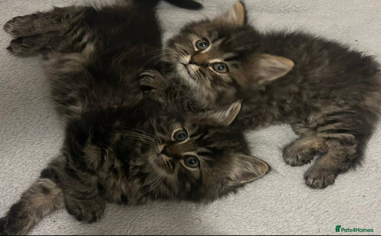 Mixed Breed cats - Advert 16