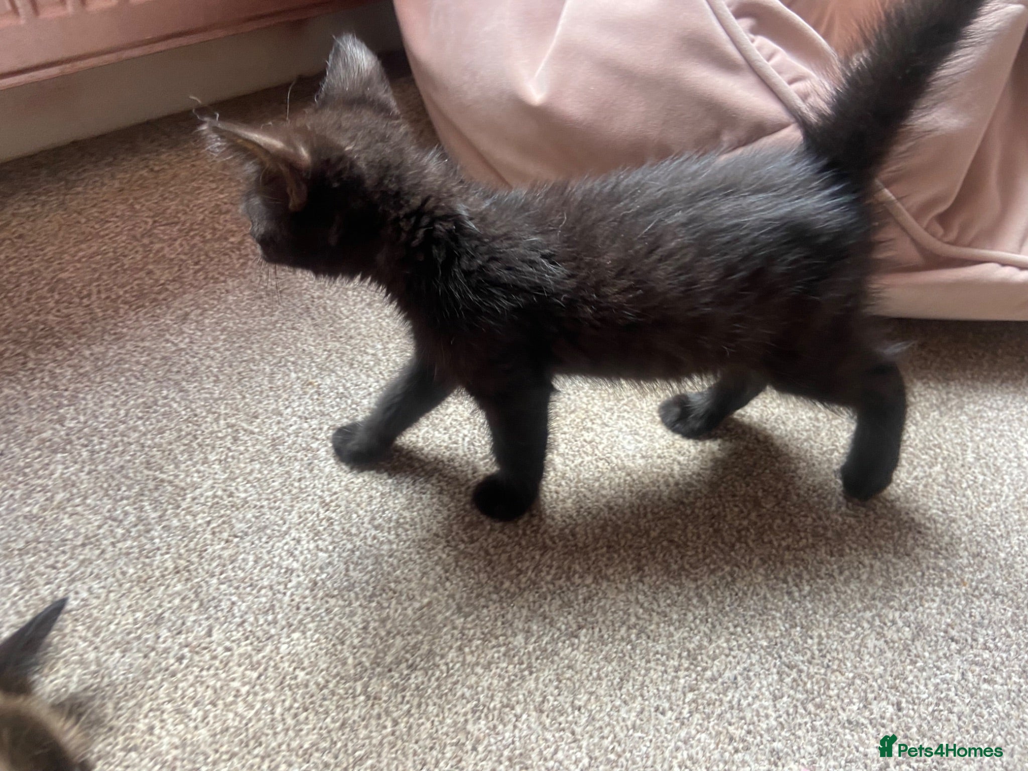 Ragdoll cats beautiful kittens 9 weeks old £50 each or 2 for 80 - Advert 2