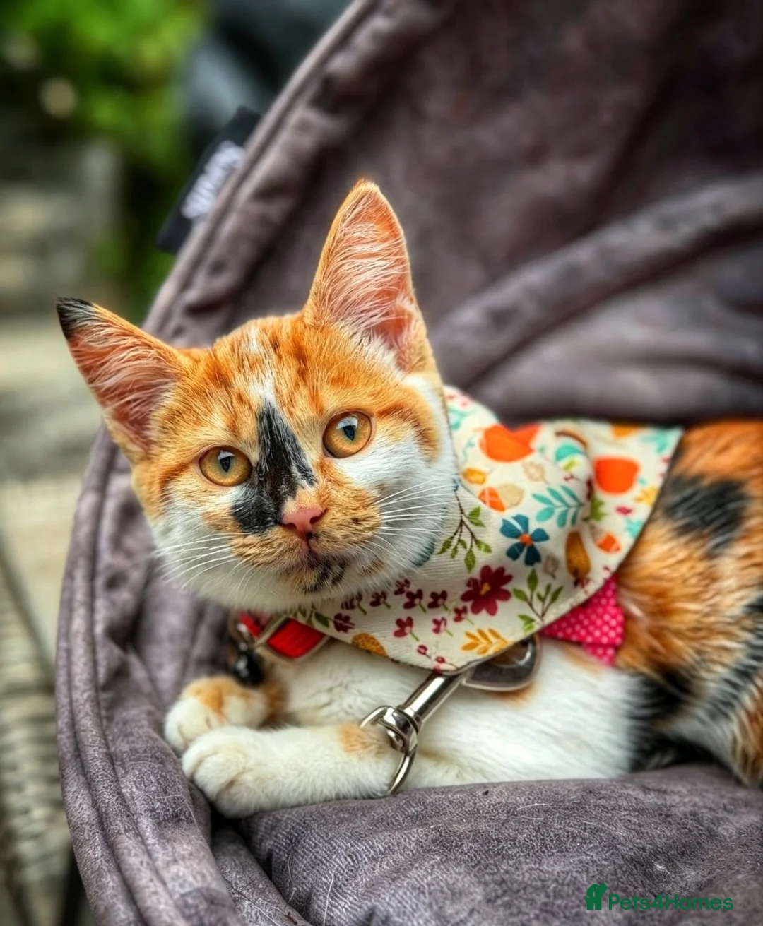 Mixed Breed cats for sale: Callie the calico  in Crowborough - Advert 2