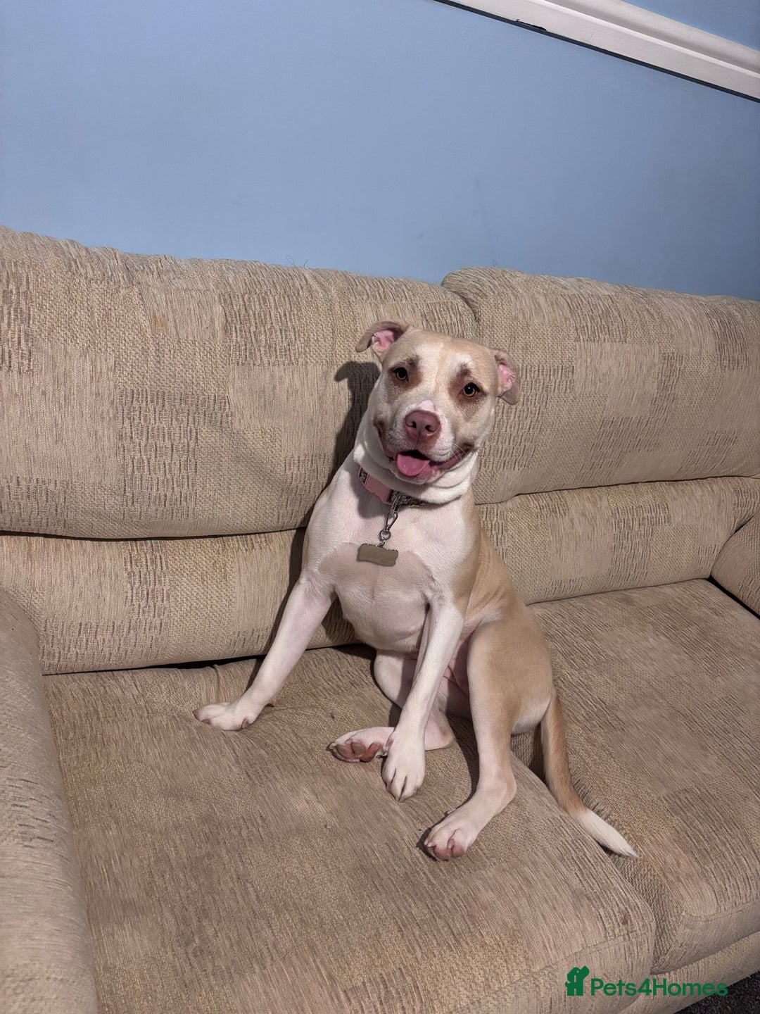 Mixed Breed dogs for sale: New Home ASAP - Advert 11