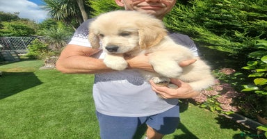 Golden Retriever dogs - Advert 4