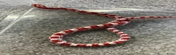 Corn Snake reptiles for sale: Baby Corn Snakes 🐍  - Advert 8