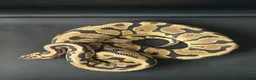 Python Snake reptiles for sale: Royal Python Male Spotnose, Fire, Het Clown - Advert 5