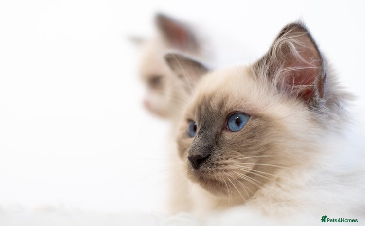 Ragdoll cats - Advert 1