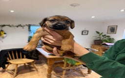 Mixed Breed dogs for sale: Patterdale terrier x cocker spaniel puppy’s  - Advert 4