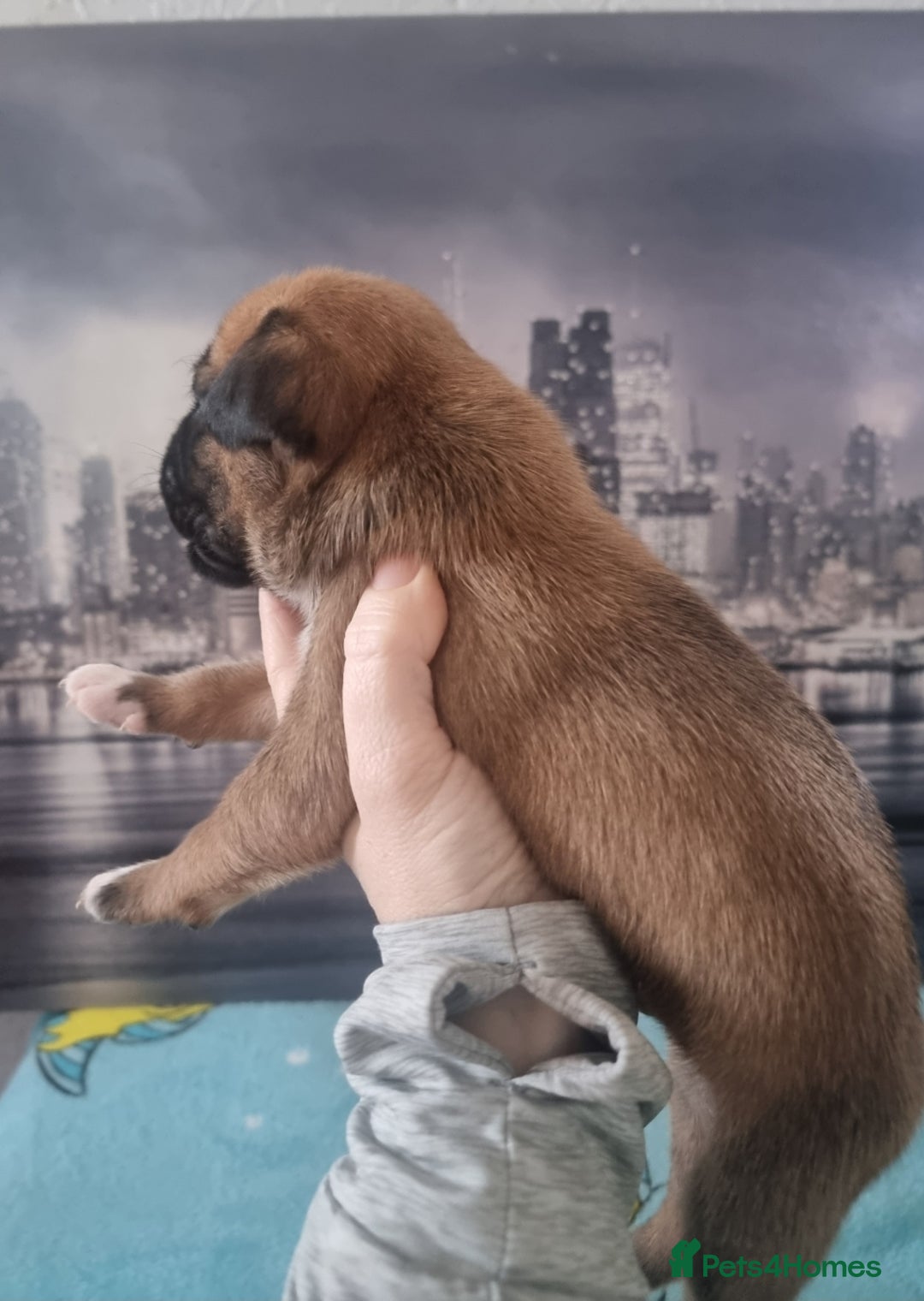 Boxer dogs for sale: Boxer puppy - Advert 10