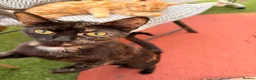 British Shorthair cats for sale: One male black cat and one female tortoise shell  - Advert 2
