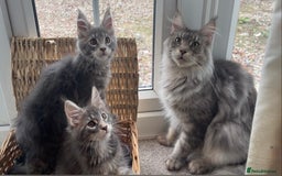 Maine Coon cats for sale: Pedigree Maine Coon Kittens Champion-Giant Russian - Image 9