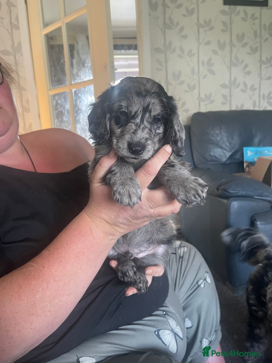 Cockapoo dogs for sale: Ready Now Beautiful Cockapoo pups £1000 in Wolverhampton - Image 15